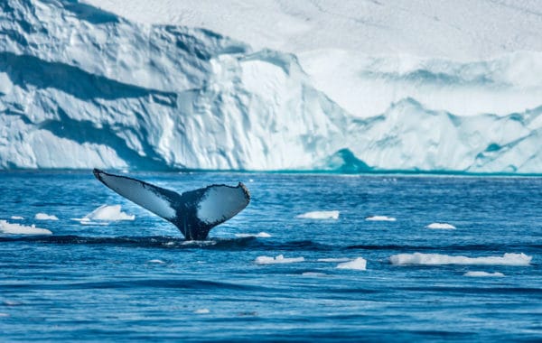 GREENLAND YACHT CHARTER | Charter with Arthaud Yachting