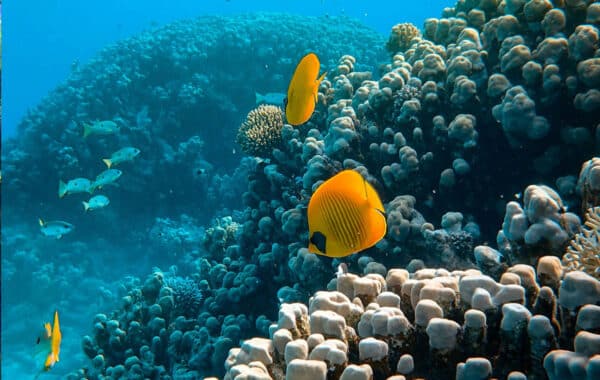 BELIZE YACHT CHARTER | Charter with Arthaud Yachting