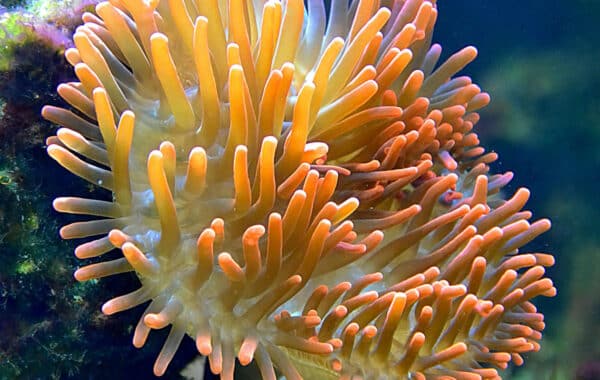 BELIZE YACHT CHARTER | Charter with Arthaud Yachting